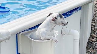 Jack Russell Goes For A Swim And Exits Through Skimmer Basket