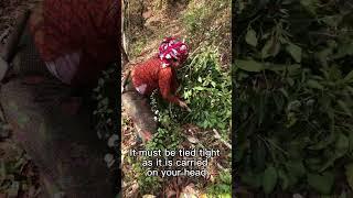 Cutting Grass in Nepal - Life in a Nepali Village