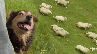 Welsh Shepherd Dogs at Their Finest | BBC Earth