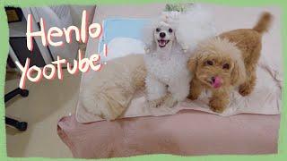 The Poodles are Back | TPM Diaries 2