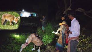 Wild Fox Attack On Ducks & Swans Last Night At Our Farm.