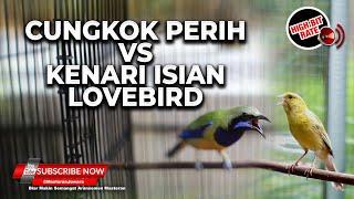 Masteran Versus Cucak Cungkok Super Gacor Isian Pedas vs Kenari Isian Lovebird Panjang