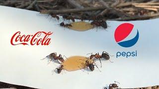 Ants vs CocaCola and Pepsi Ants vs food