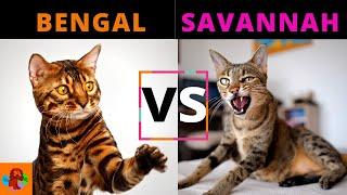 BENGAL CAT VS SAVANNAH CAT (Breed Comparison) Which one should you choose?