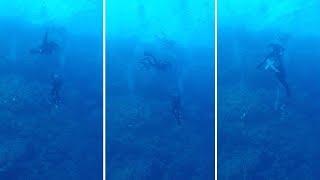 Holidaymaker Captures Moment White Tip Shark Bites Diver's Leg