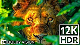 Dolby Vision  12K HDR 120fps - Animal Kingdom for 4K 8K TV