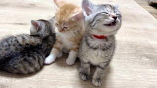 目が覚めると同時にお腹が空いたと鳴く子猫【かぐ告兄妹日記#26】Kittens purring hungry as soon as they wake up.