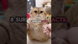 8 surprising cat facts that you may not know about‼️