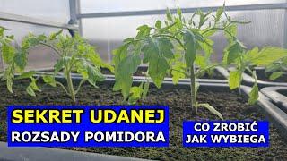 Sekret UDANEJ Rozsady Pomidora. Wybiegają Sadzonki Pomidorów CO ZROBIĆ. Nawożenie Podlewanie Uprawa.