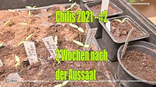 Zwei Wochen nach der Aussaat - Chilis 2021 #2 // Gartenschlau.com