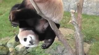 Pandas trying to make themselves extinct - Funny fails compilation
