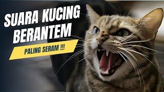 Suara Kucing Berantem || Auto Paling Seram