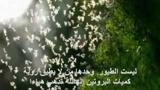 هامبرغر ناموس..............................................Midge (Flies) burger