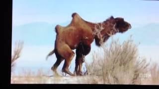 Camel Mating Dance Move