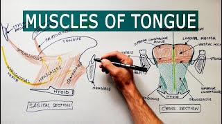 Muscles of the Tongue | Anatomy tutorial