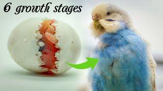 Witnessing a Budgie's 6 Amazing Growth Stages