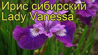 Ирис сибирский Леди Ванесса. Краткий обзор, описание характеристик iris sibirica Lady Vanessa