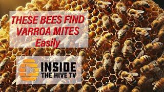 New HONEY BEE BEHAVIOUR to fight VARROA MITES.