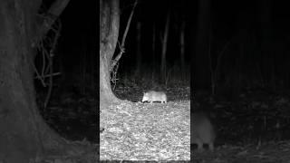 The instant a coyote steps into my neighbor's trap. #animals #nature #shorts #wildlife