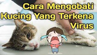 Cara Mengobati Kucing Yang Terkena Virus