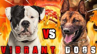 American Bulldog vs Belgian Malinois | Belgian Malinois vs American Bulldog | Billa Boyka |