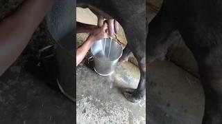 #milk #dairyfarm #cow #murrabhains #buffalo #murra #farming #dudh #farm #trendingshorts #shortvideo