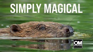 Photographing Beavers by Canoe along a Stunning River