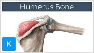 Humerus Bone - Anatomy, Definition & Function - Human Anatomy | Kenhub