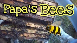 Papa’s Bees!