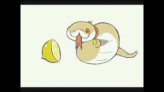 Eating Lemon  #sharkitty#anime #funny #cute #share