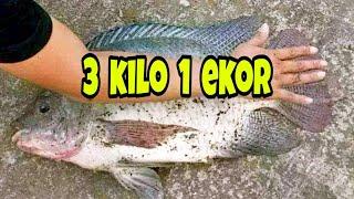 Fishing Tilapia Don't Need To Be Confused Looking For Bait ,, Try Seeing ... this bait is definitely