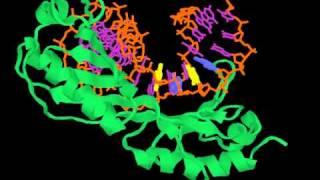 TATA-binding_protein