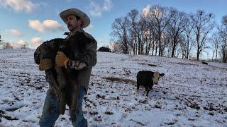 Ice, Ice Baby! Calving starts in the snowstorm.