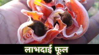 What are the uses of Palash flowers? , What is Palash plant like? #palash