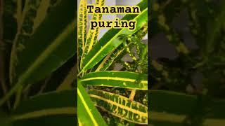 TANAMAN PURING🪴KHAS PAPUA #fypシ #fypシ゚viral #viral #shorts #papua #puring #tanamanhias