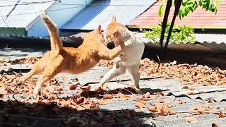 Pertarungan kucing di atas atap rumah || animal fight