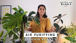 Indoor Plants Air purifying and Stylish