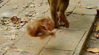 OMG! Baby monkey Lily crying until fly what bad mom Libby did on Lily