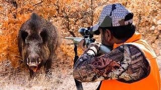 GIANT WILD BOAR ATTACK! Breathtaking Moments, Incredible Rifle Shots!