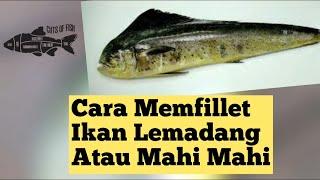 Cara Memfillet Ikan Lemadang