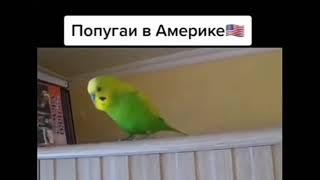 Попугаи Америки против попугаев из России мем