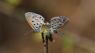 Butterflies and moths seen in Kenya