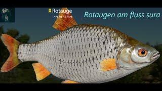 Russian Fishing 4 Rotaugen an der sura mit tropfy chance