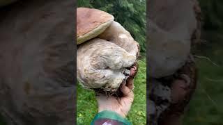 Funghi porcini /Boletus edulis mushroom - Giants from the Carpathian mountains