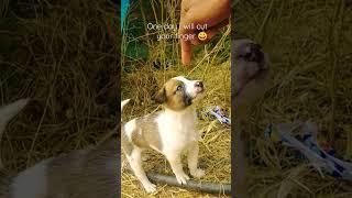 finger cutting ️ funnu cute vide #shorts #my #dog #vlog