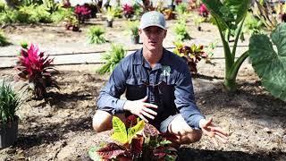 Crotons - Peer Landscaping - Fort Myers Shores 33905