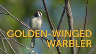 Golden-winged Warbler