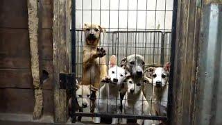 78 dogs rescued from residence in Muskegon County