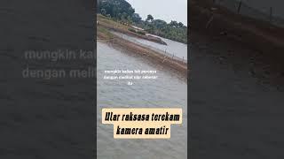 ular raksasa terekam kamera amatir