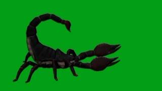 scorpion green screen